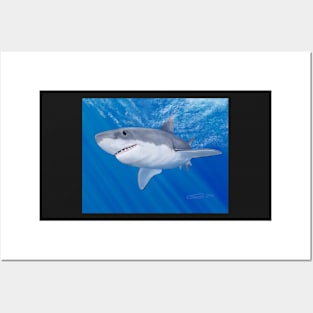 Shark Under Water Posters and Art